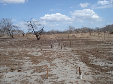 Área com solo muito degradado no interior do Nordeste brasileiro. Foto: Henrique Antunes